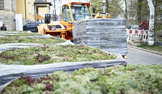 Vegetační zelená střecha - ECOSEDUM PACK
