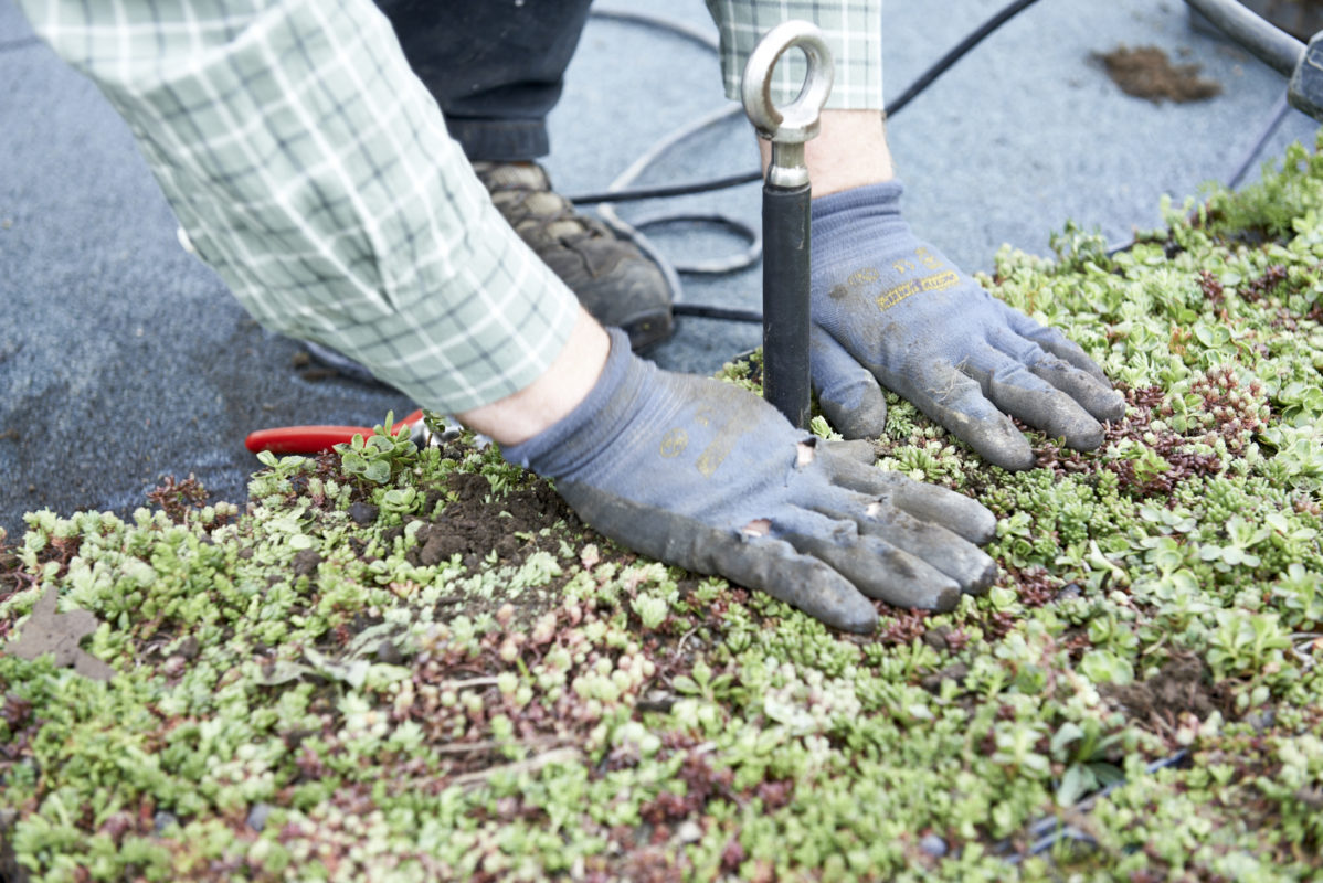 Vegetační zelená střecha - ECOSEDUM PACK