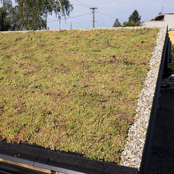 Ecosedum Pack 65 – osadený - Obrázek 3